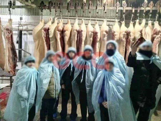 Школьникам Красноярского края организовали экскурсию на скотобойню