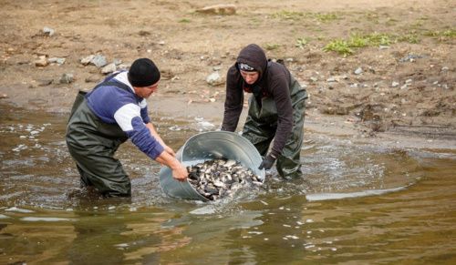 В Свердловской области улучшение качества воды доверили рыбам 