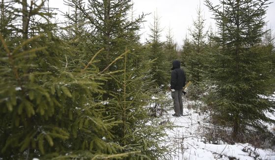 Елочные базары открылись в Санкт-Петербурге под эгидой официальных властей