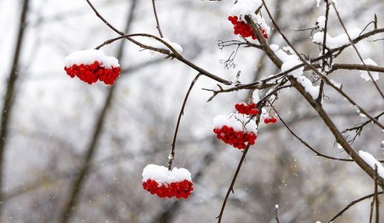 Облачно и снег в столице: прогноз погоды на ближайшие дни