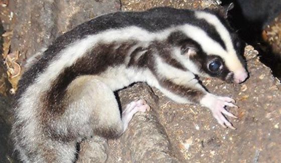 Обитатели Австралии пополнили коллекцию Московского зоопарка