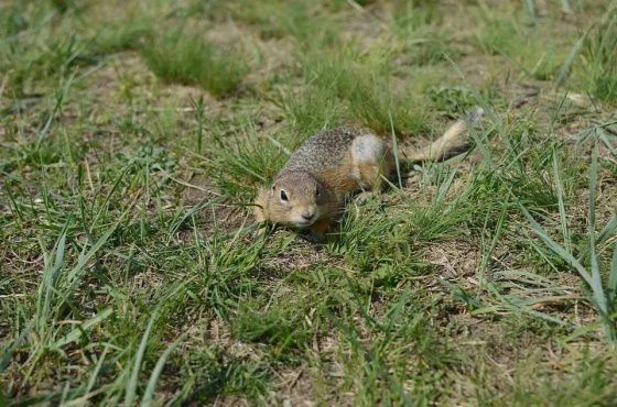 Когда на острове Татышев проснутся суслики: прогноз для красноярцев