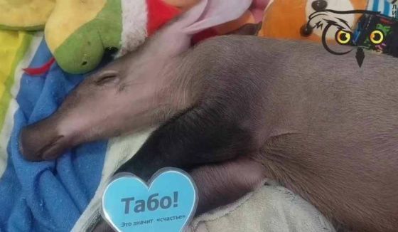 В нижегородском зоопарке выбрали имя для новорожденного трубкозуба