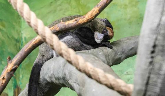 Новоселы в Екатеринбургском зоопарке: кого теперь можно увидеть?