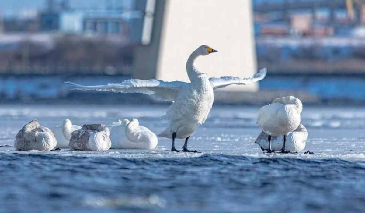 Весной на Васильевском намыве проведут пересчет лебедей
