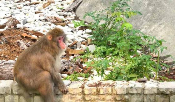 В Новосибирском зоопарке появились новые обитатели