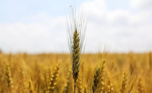 Египет закупит 815 тысяч тонн пшеницы, в том числе из России