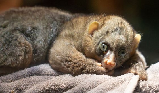 В Московском зоопарке родился детеныш редкого примата потто из Красной книги