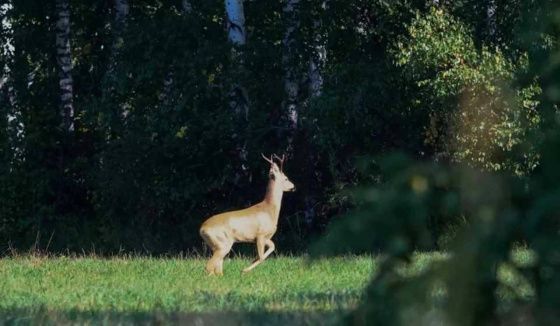 В Новосибирской области начался сезон миграции косуль и лосей
