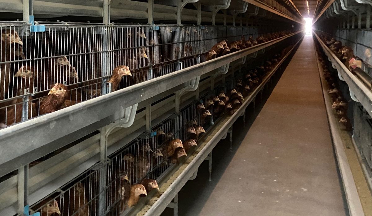 "Птицефабрика Чайковская" расскрыла секрет промышленного рациона кур-несушек 