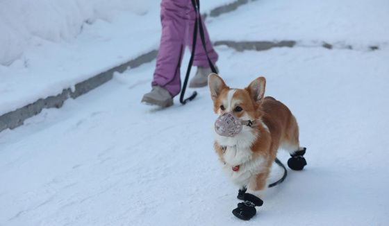 Массовая дератизация стартовала в Красноярске 15 декабря