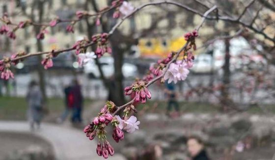 Леус рассказал о погоде в Петербурге на 13 апреля