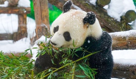 Как зимуют обитатели Московского зоопарка: тропинки для манула и торт для мишек