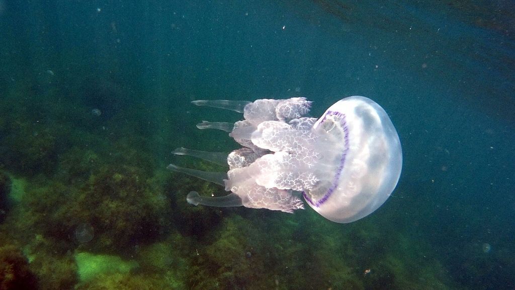 В Крыму стало опасно купаться из-за нашествия медуз