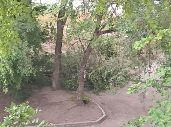 В Воронеже ураган снес десятки деревьев