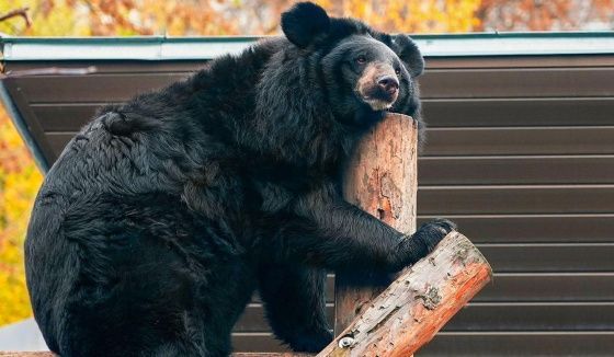 Вася из Московского зоопарка впервые погрузился в спячку