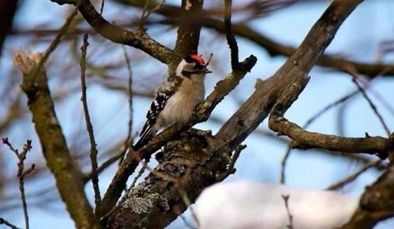 Пернатый синоптик предсказал Петербургу жаркое лето