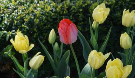 В Волгоградской области усилена охрана тюльпанов