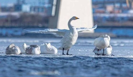 Весной на Васильевском намыве проведут пересчет лебедей