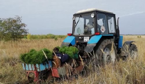 В Воронежской области высадили более 1100 гектаров нового леса
