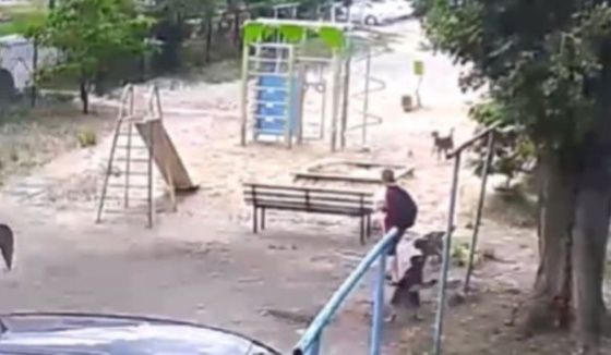 Глава СКР взял под контроль дело о нападении стаи собак на мальчика в Воронеже