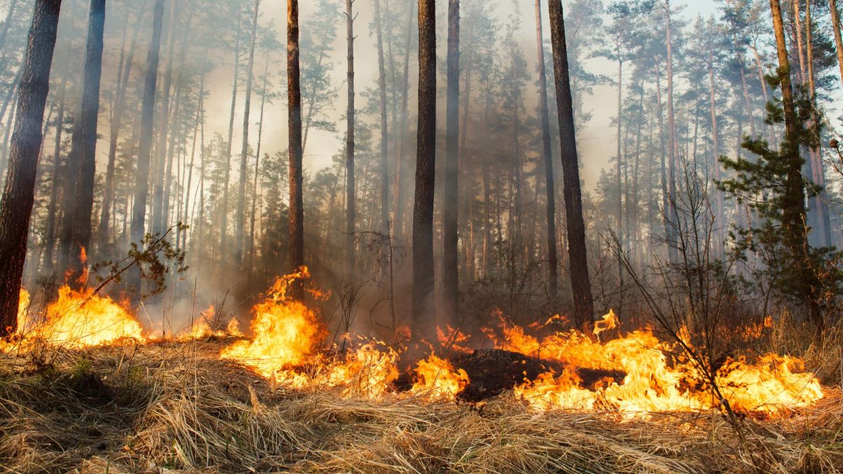 Глава МЧС назвал прогноз развития природных пожаров неблагоприятным