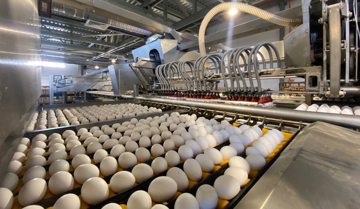 Россия вышла на третье место по низким ценам на яйца