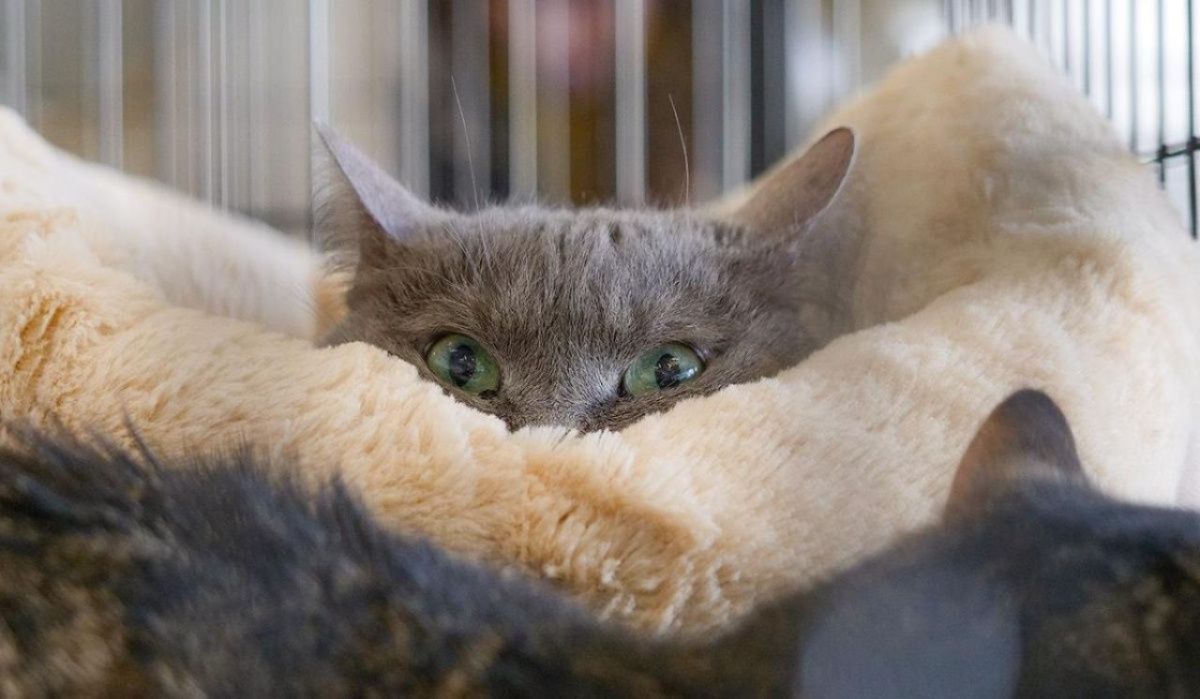 Россиянам рассказали о возможностях взять отпуск по болезни любимого питомца