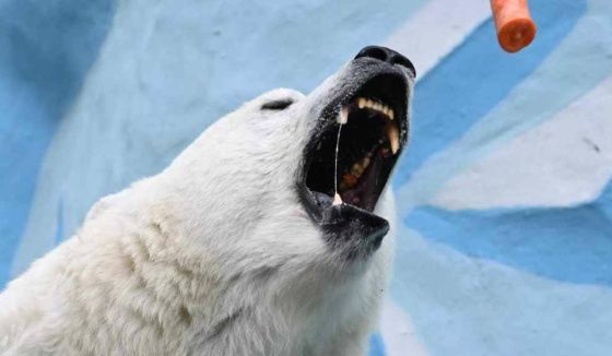 Посетитель челябинского зоопарка накормил медведя колбасой в упаковке и сбежал