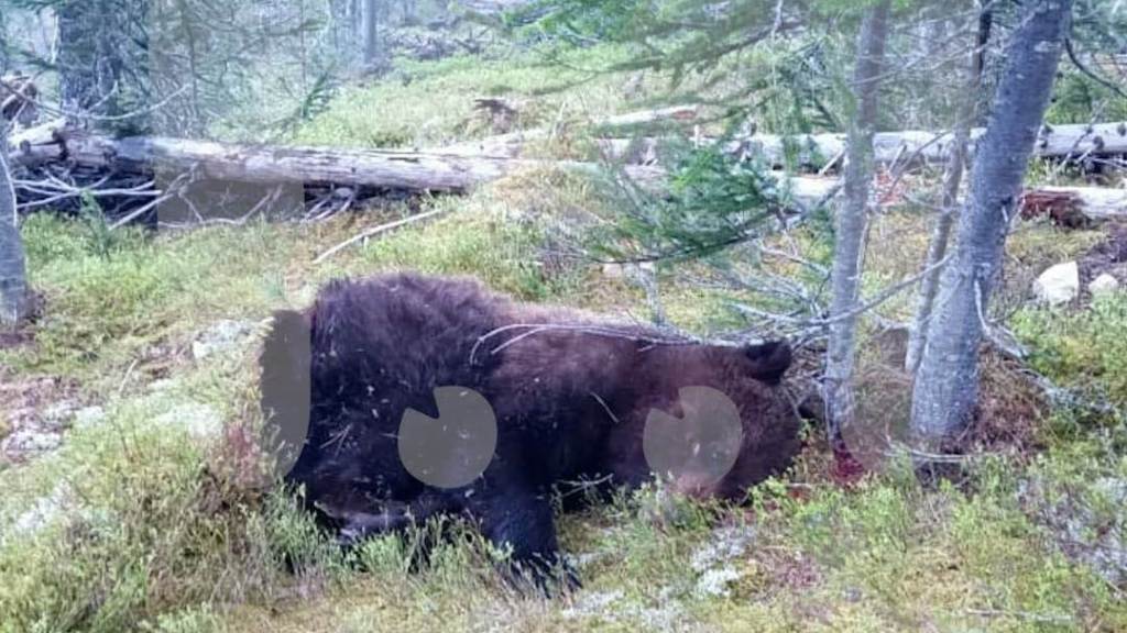 Начата проверка после убийства российского подростка медведем 