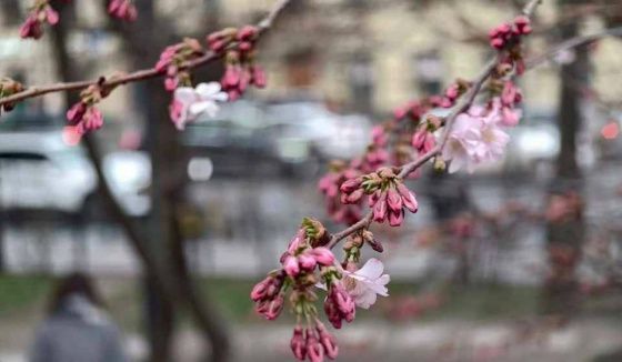 Леус рассказал о погоде в Петербурге 21 апреля