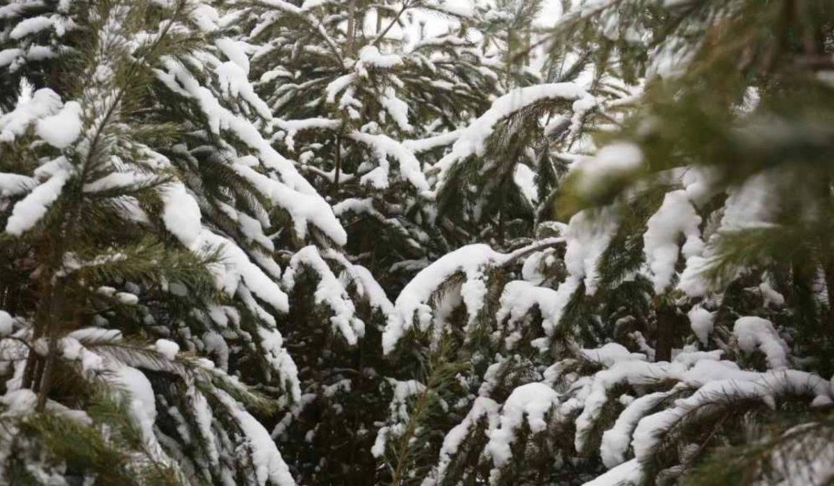 В Госдуме объяснили правила легальной рубки ёлок к Новому году