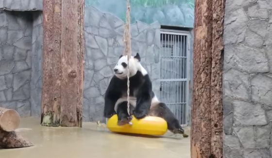 Московский зоопарк показал первую встречу с пандой Жуи в день его рождения