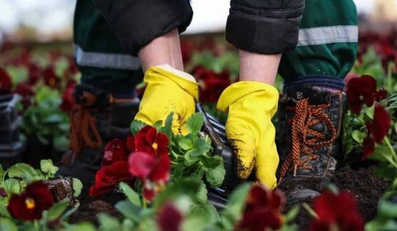 Петербург украшают цветами ко Дню Победы