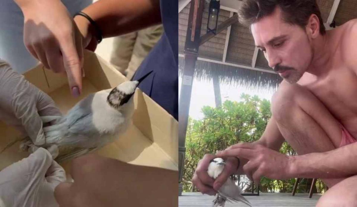 "Доктор Билан снова в деле": певец спас птицу на Мальдивах