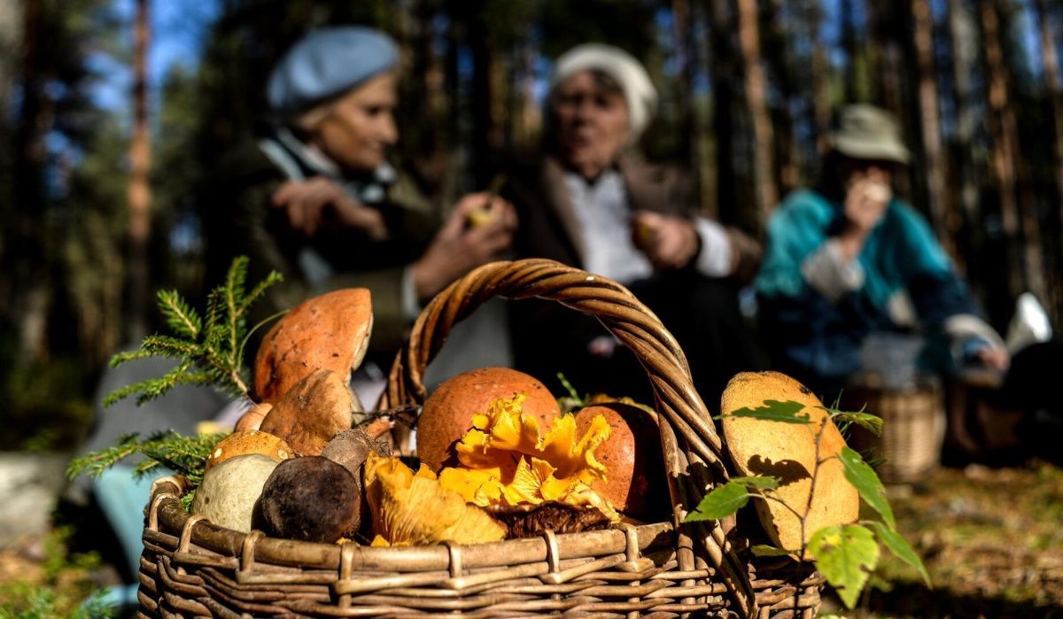 Россиянам напомнили о штрафах за весенний сбор грибов