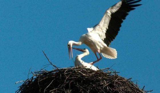 Белые аисты воссоединились в Ленобласти после зимовки