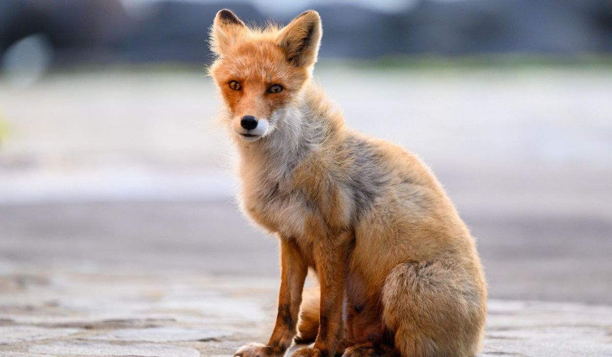 Нашествие лис в Самарской области в ноябре тревожит жителей