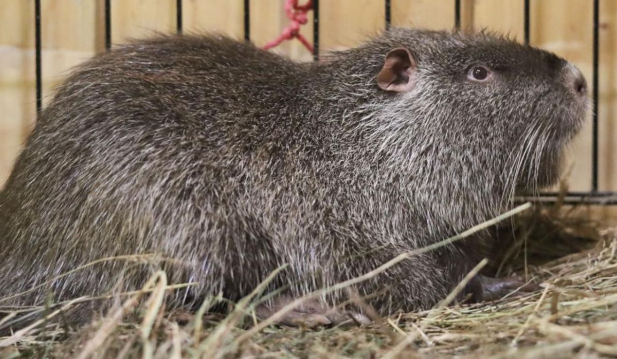 Юные москвичи выберут имена для новых обитателей на &quot;Городской ферме&quot; ВДНХ – нутрий