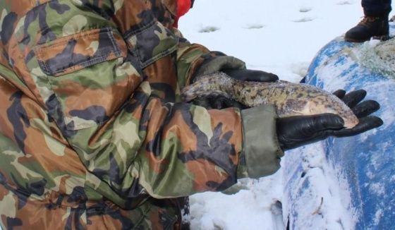 Добыча налима возобновлена в Нижегородской области с 1 февраля