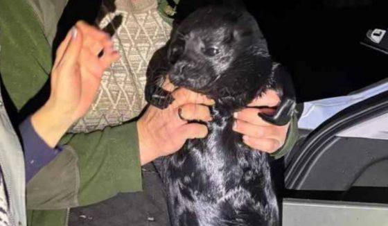 В Ленобласти спасли молодую нерпу, попавшую на крючок