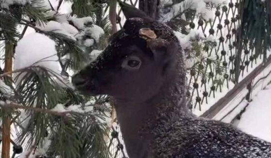 В Ленинградском зоопарке появился редкий обитатель