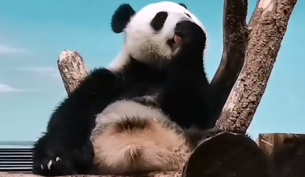 Московский зоопарк показал первый рисунок панды Катюши