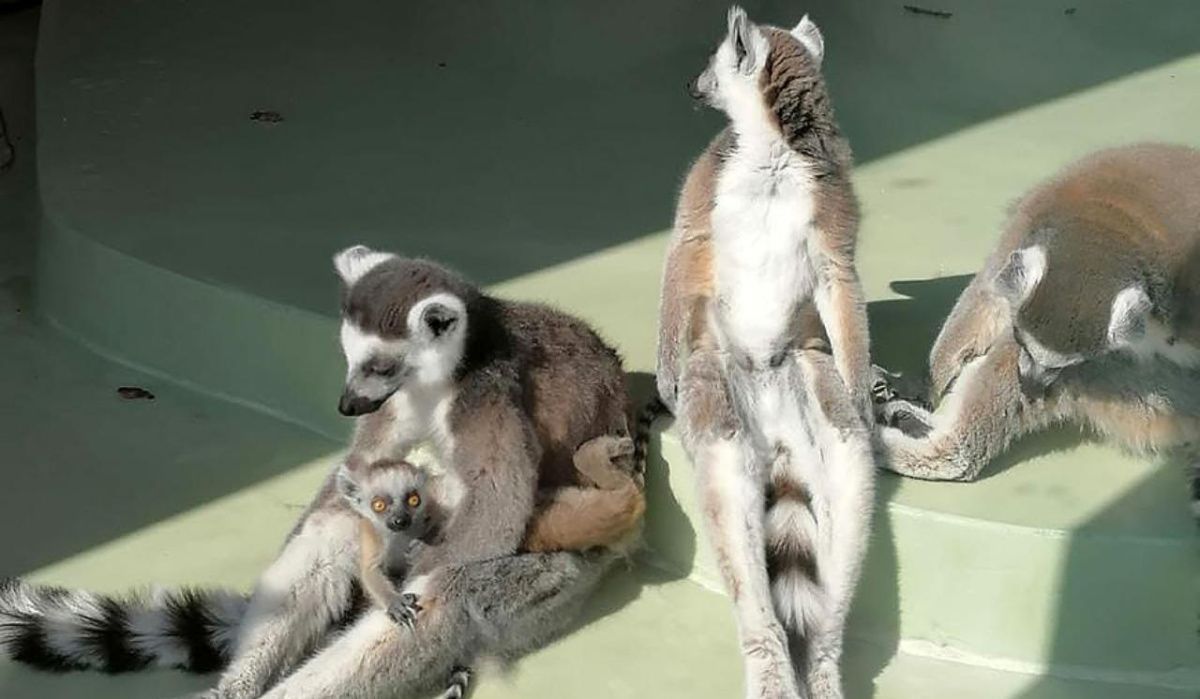 В казанском зоопарке отмечают уникальное пополнение