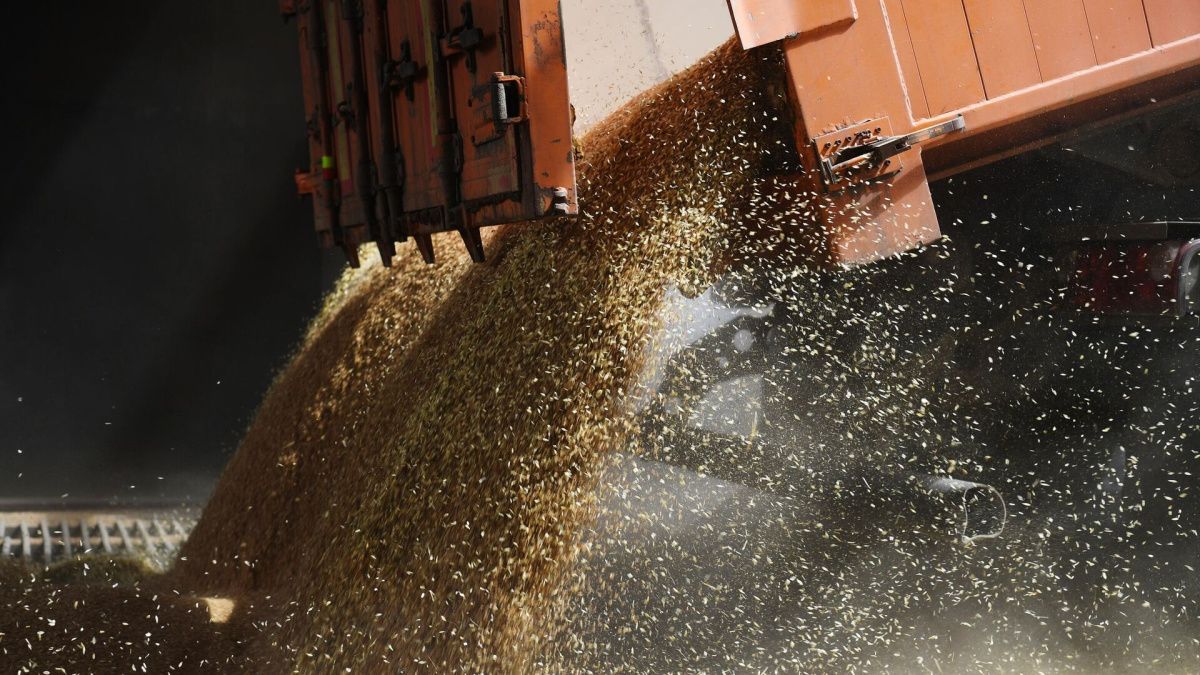 95% украинского зерна поставляется не в африканские страны