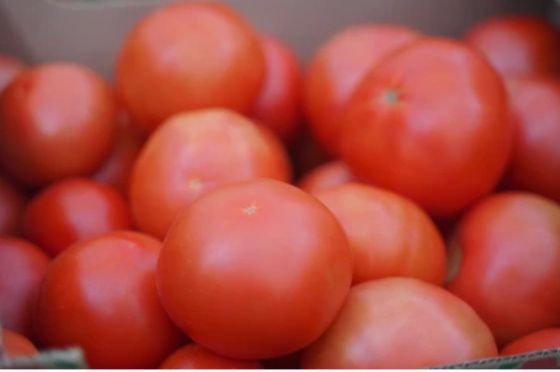 В Нижний Новгород пытались ввезти 49 тонн заражённых помидоров