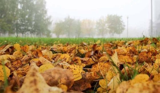 Леус рассказал о погоде в Петербурге 11 ноября