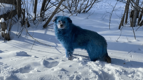 Ветеринары объяснили происхождение голубых собак в Дзержинске