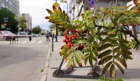 Дожди завершат сентябрь в Красноярске