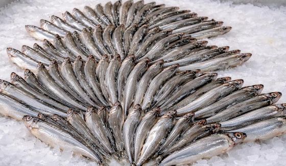 Волгоградское водохранилище снимает нерестовый запрет 